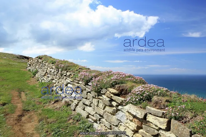 : Stone Wall - with Thrift / Sea Pink : Stone Wall - with Thrift / Sea Pink