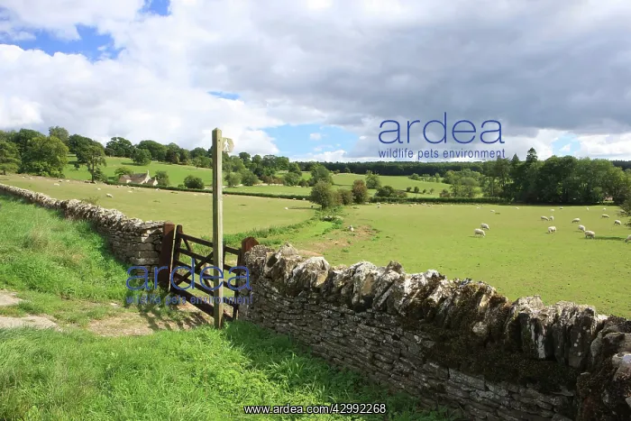 : Stone Wall and Valley : Stone Wall and Valley