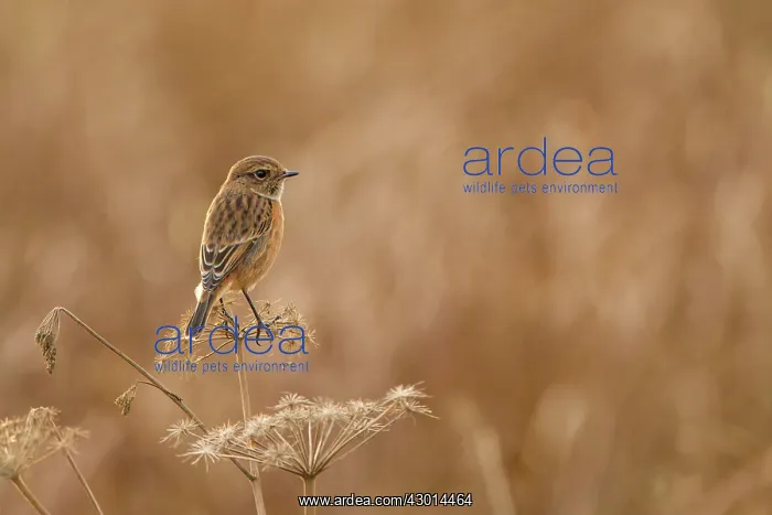  : Stonechat adult on reed winter