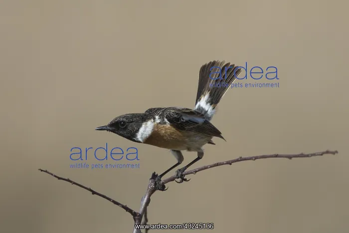 : Stonechat - displaying male perched on a twig - Germany : Stonechat - displaying male perched on a twig - Germany