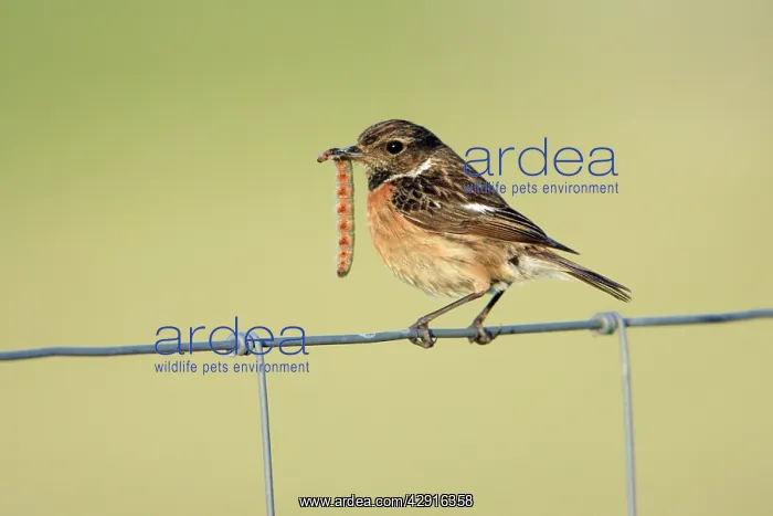 : Stonechat - female, on fence with caterpillar in beak : Stonechat - female, on fence with caterpillar in beak