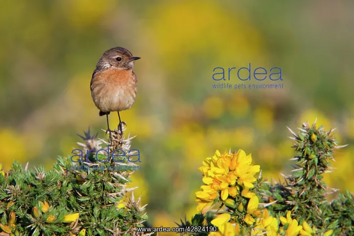 : Stonechat - female on gorse : Stonechat - female on gorse