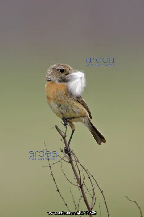 : Stonechat - female with nest material in bill : Stonechat - female with nest material in bill