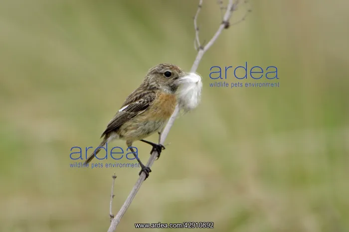 : Stonechat - female with nest matrial in bill : Stonechat - female with nest matrial in bill