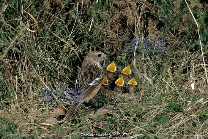 : Stonechat - female at nest with young : Stonechat - female at nest with young
