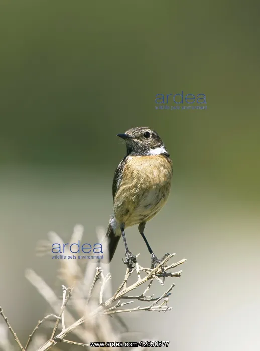 : Stonechat - female perched : Stonechat - female perched