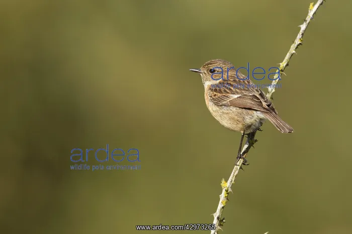 : Stonechat - female perched on an old bramble stick - May : Stonechat - female perched on an old bramble stick - May