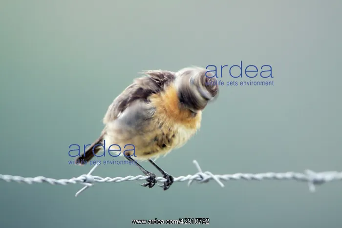 : Stonechat - female shaking its head vigorously : Stonechat - female shaking its head vigorously