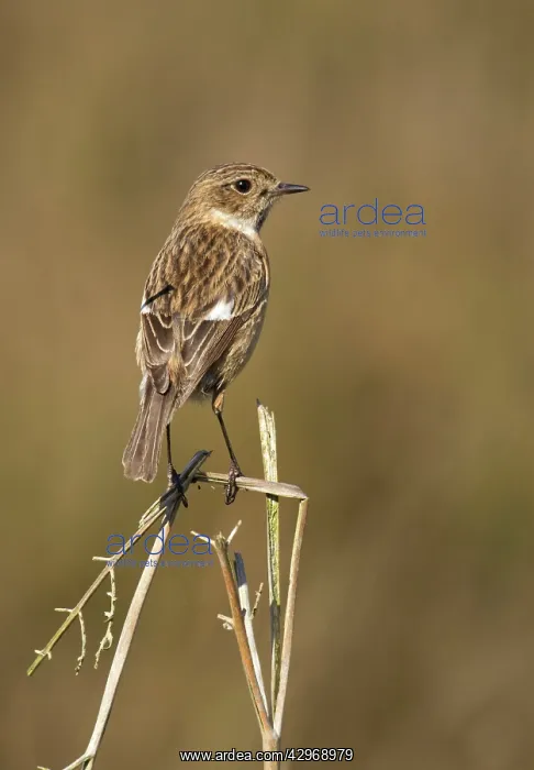 : Stonechat - female standing on top of old bracken : Stonechat - female standing on top of old bracken