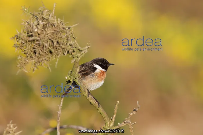 : Stonechat - male : Stonechat - male