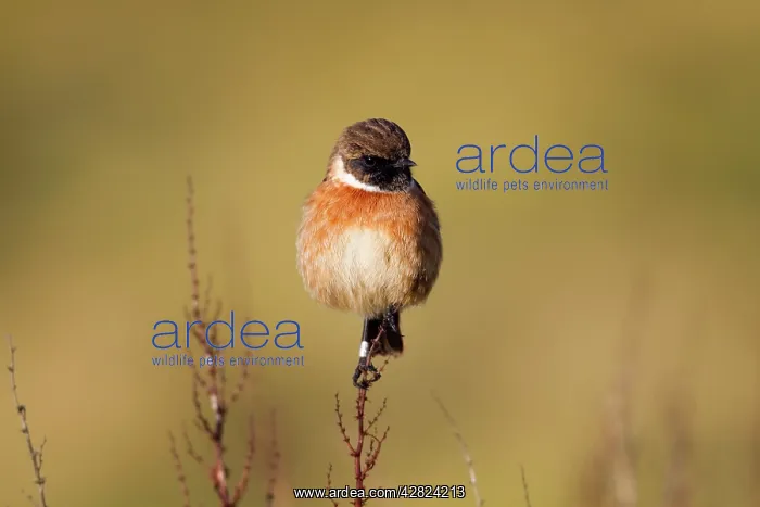 : Stonechat - male : Stonechat - male