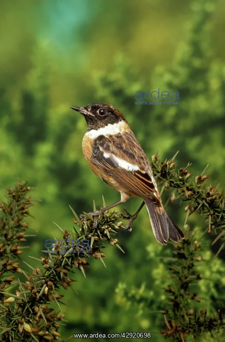  : Stonechat - male
