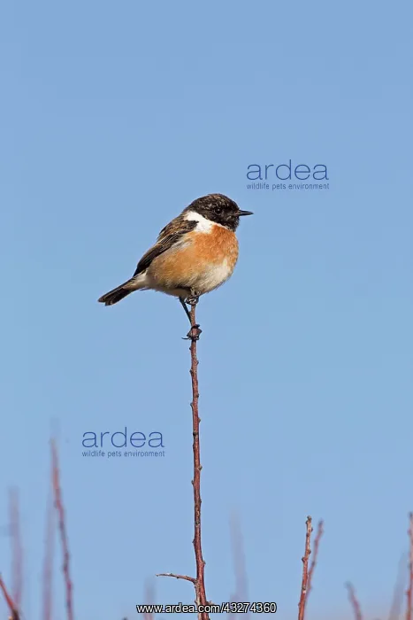 : Stonechat - male : Stonechat - male