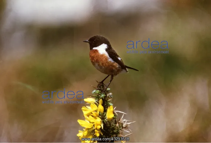 : STONECHAT - male : STONECHAT - male