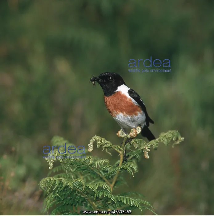 : STONECHAT - male : STONECHAT - male