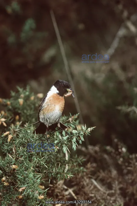 : STONECHAT - male, caterpillar / larvae in beak : STONECHAT - male, caterpillar / larvae in beak