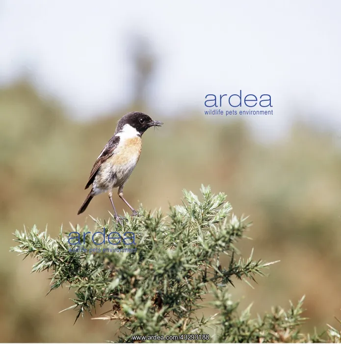 : STONECHAT - male on gorse : STONECHAT - male on gorse