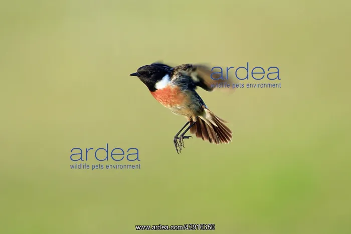 : Stonechat - male, hovering in flight : Stonechat - male, hovering in flight