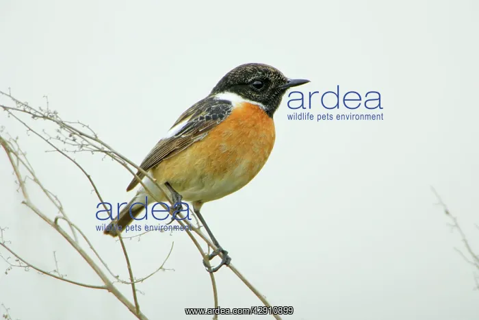 : Stonechat - male perched on plant stem : Stonechat - male perched on plant stem