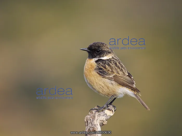 : Stonechat - male Saxicola rubicola Valencia, Spain BI035304 : Stonechat - male Saxicola rubicola Valencia, Spain BI035304