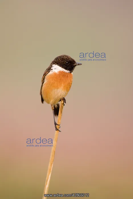 : Stonechat - Male in summer plumage, with insect : Stonechat - Male in summer plumage, with insect