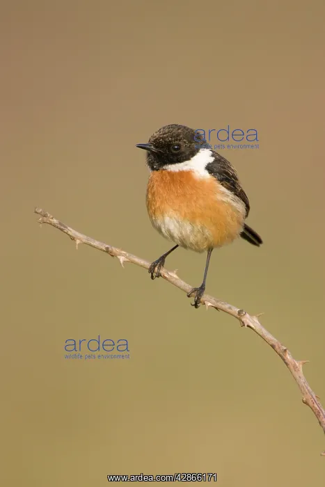 : Stonechat - Male in summer plumage, perched on : Stonechat - Male in summer plumage, perched on