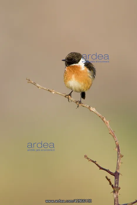 : Stonechat - Male in summer plumage, perched on : Stonechat - Male in summer plumage, perched on