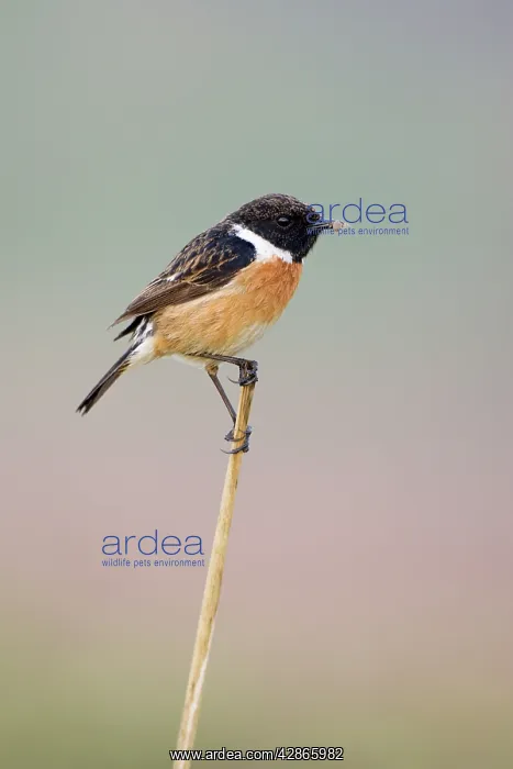 : Stonechat - Male in summer plumage, with spider : Stonechat - Male in summer plumage, with spider
