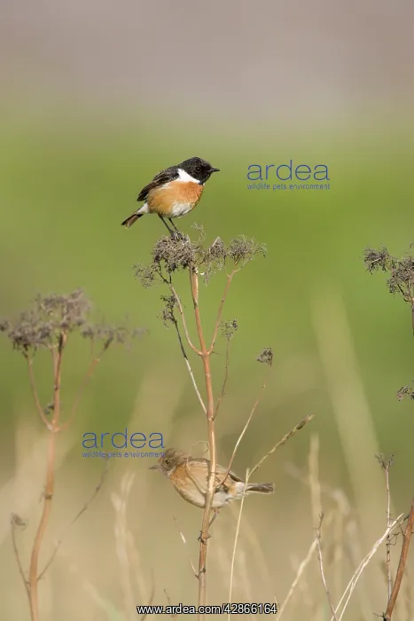  : Stonechat - Male in summer plumage in typical grassy