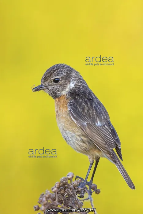 : Stonechat, (Saxicola torquata), foraging, female : Stonechat, (Saxicola torquata), foraging, female