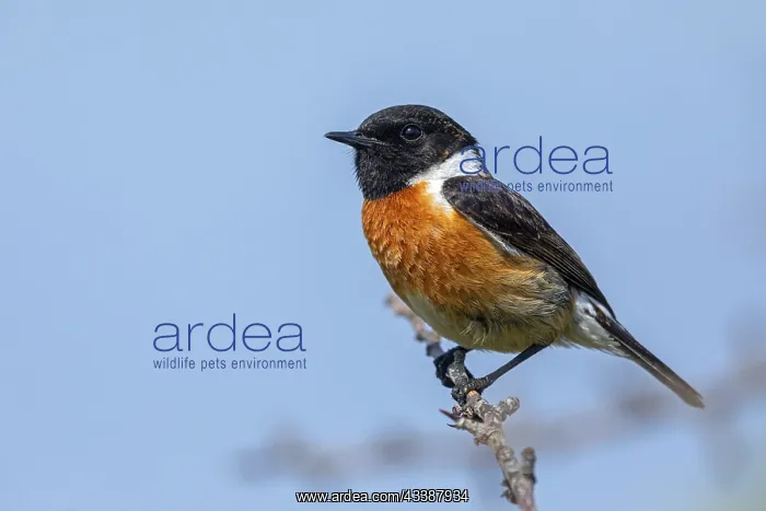 : Stonechat, (Saxicola torquata), foraging, male : Stonechat, (Saxicola torquata), foraging, male