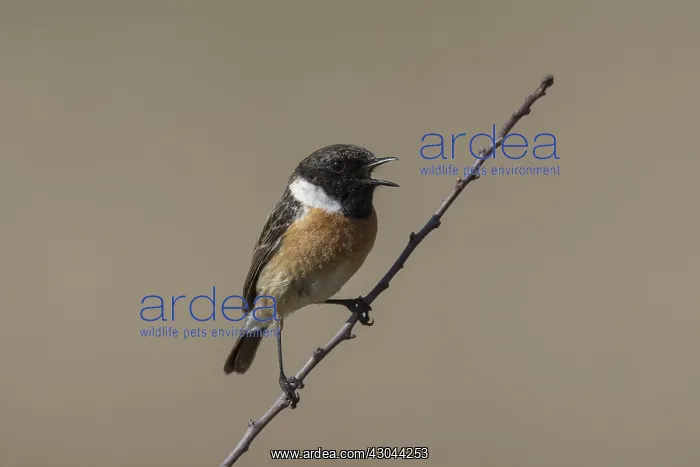 : Stonechat - singing male perched on a twig - Germany : Stonechat - singing male perched on a twig - Germany
