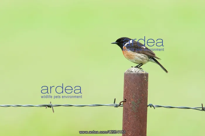 : Stonechat - Single adult male perching on a post : Stonechat - Single adult male perching on a post