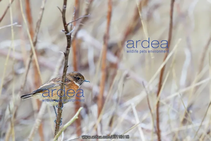 : Stonechat(Saxicola torquata) female, fouraging in undergrowt : Stonechat(Saxicola torquata) female, fouraging in undergrowt