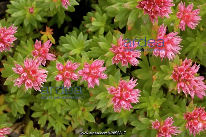 : A stonecrop : A stonecrop
