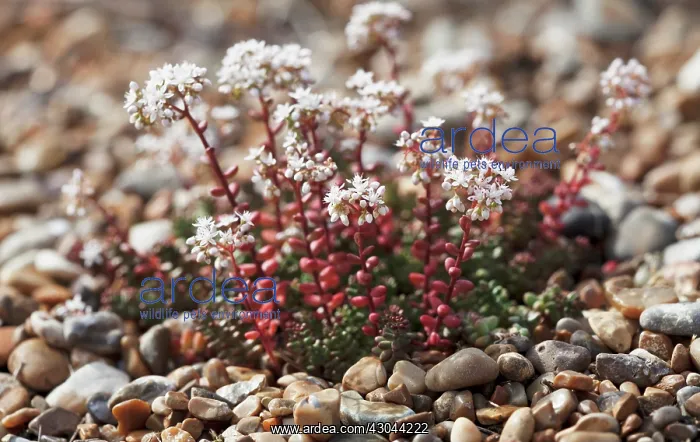 : Stonecrop, white, Sedum album : Stonecrop, white, Sedum album