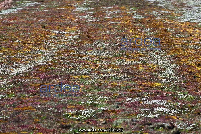 : Stonecrop, white, Sedum album : Stonecrop, white, Sedum album