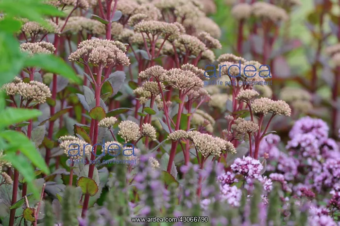 : Stonecrop, Sedum Matrona : Stonecrop, Sedum Matrona