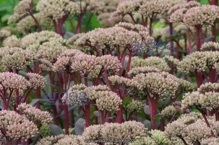 : Stonecrop, Sedum Matrona : Stonecrop, Sedum Matrona