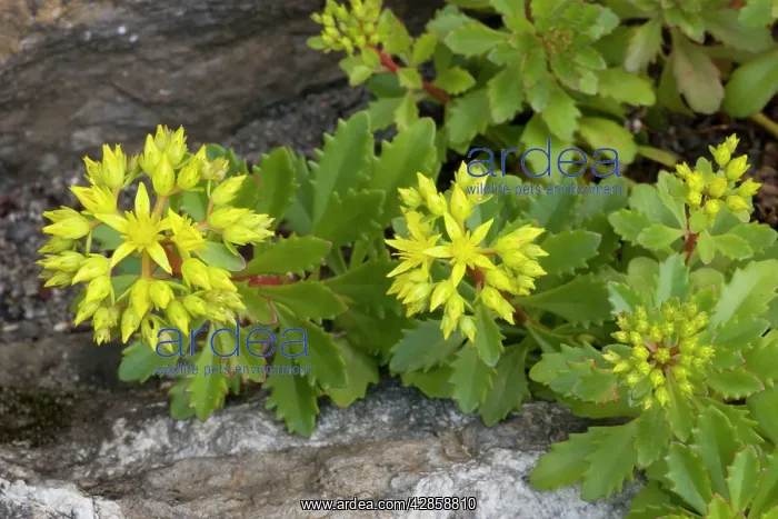 : A stonecrop from Scandinavia : A stonecrop from Scandinavia