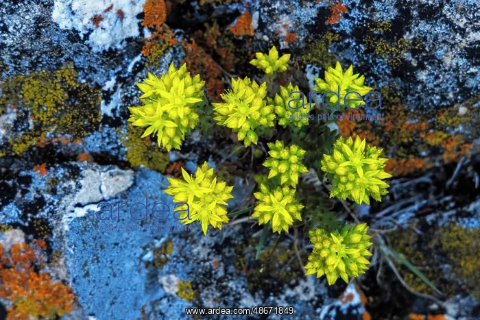 : Stonecrop wildflowers in lichen encrusted rocks in Glacier : Stonecrop wildflowers in lichen encrusted rocks in Glacier