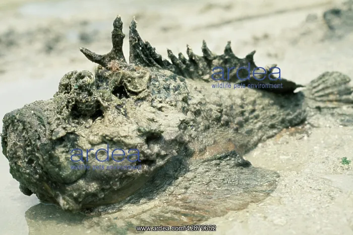 : STONEFISH - on beach : STONEFISH - on beach