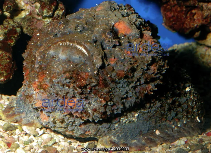 : Stonefish - very poisonous reef fish : Stonefish - very poisonous reef fish