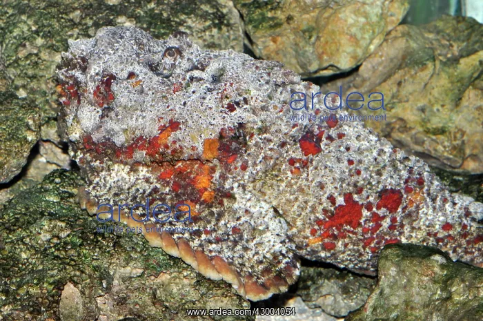 : Stonefish / Stone Fish : Stonefish / Stone Fish