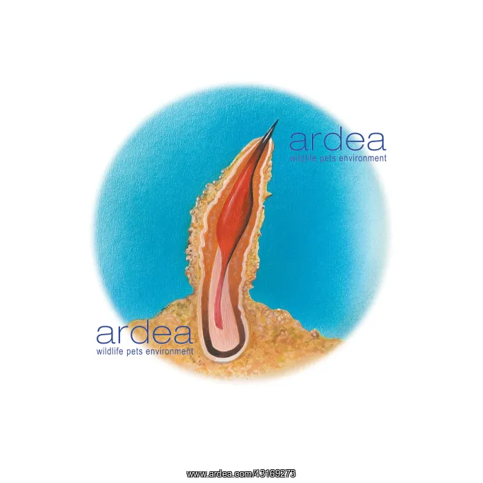 : Stonefish Venom Gland : Stonefish Venom Gland