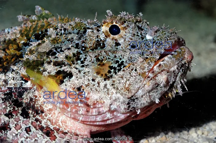 : Stonefish - (with extremely poisonous spines) : Stonefish - (with extremely poisonous spines)