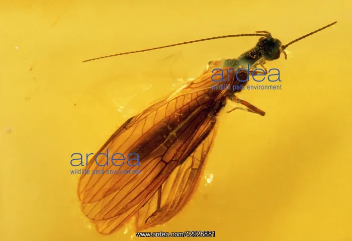 : Stonefly (Plecoptera) embedded in Baltic AMBER : Stonefly (Plecoptera) embedded in Baltic AMBER