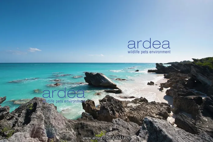 : Stonehole Bay beach, Bermuda : Stonehole Bay beach, Bermuda