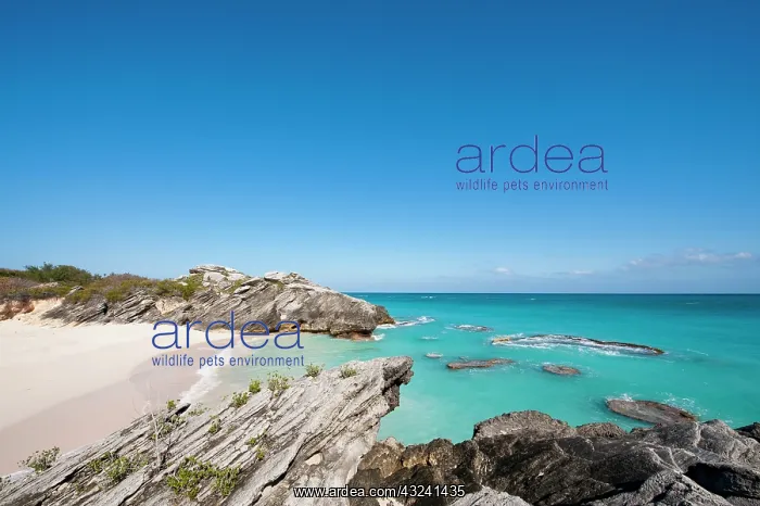 : Stonehole Bay beach, Bermuda : Stonehole Bay beach, Bermuda