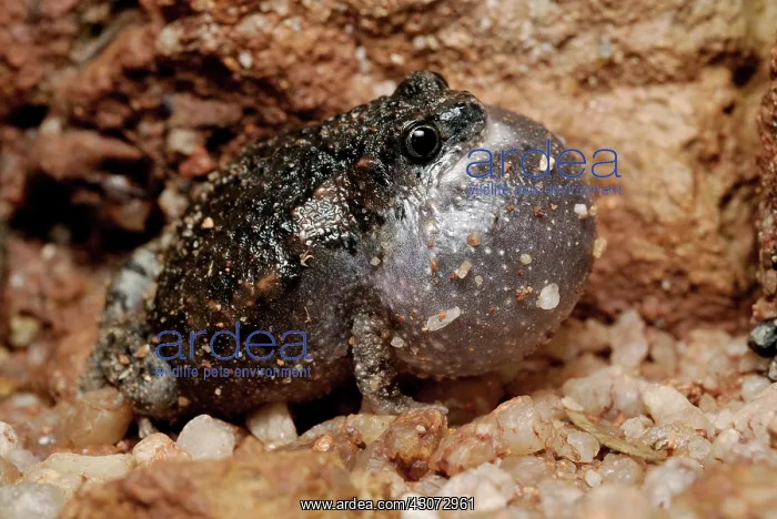 : Stonemason Toadlet : Stonemason Toadlet